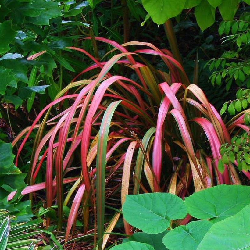Phormium Jester - Lin de Nouvelle-Zélande (Plant habit)
