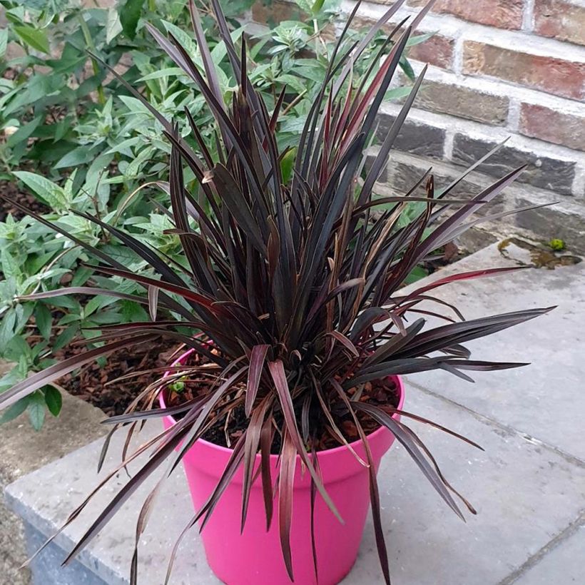 Phormium Mini Magic - Lin de Nouvelle-Zélande (Plant habit)