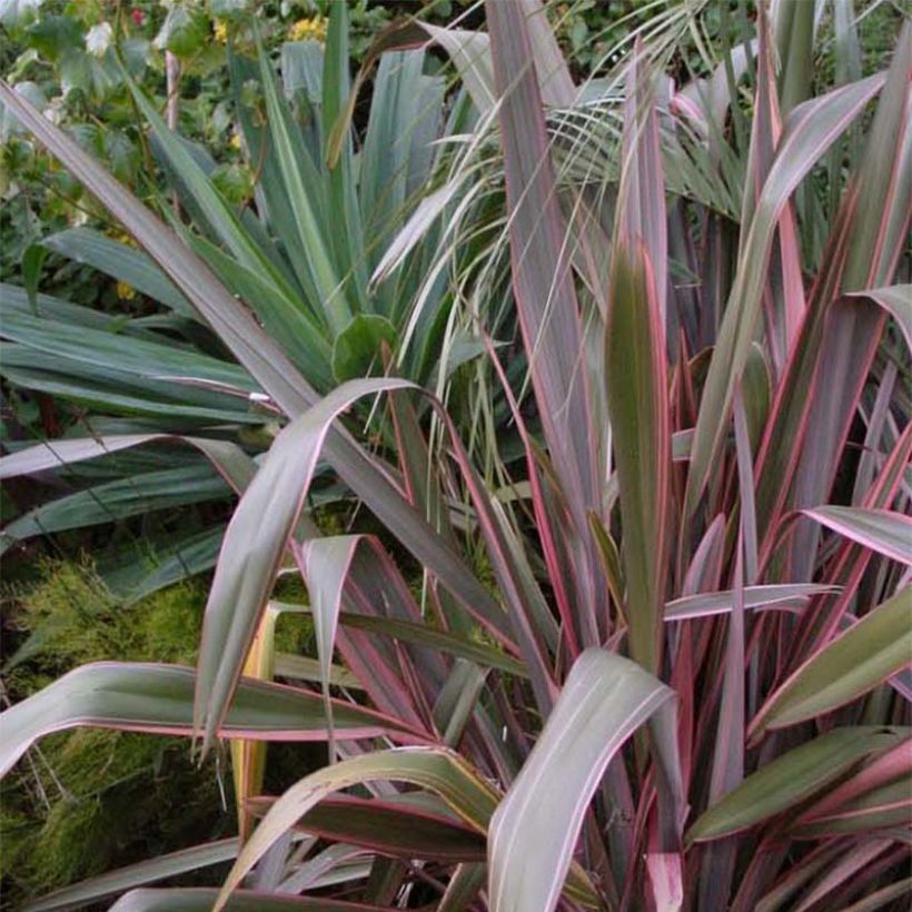 Phormium  Pink Stripe - Lin de Nouvelle-Zélande  (Plant habit)