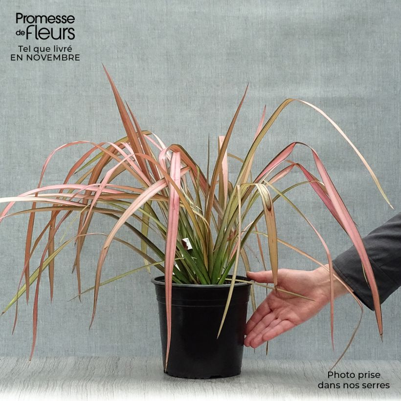 Example of Phormium Rainbow Maiden - Lin de Nouvelle-Zélande Pot de 3L/4L as you get in automne