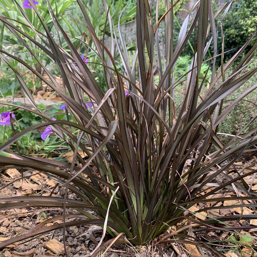 Phormium Special Red - Lin de Nouvelle-Zélande (Plant habit)