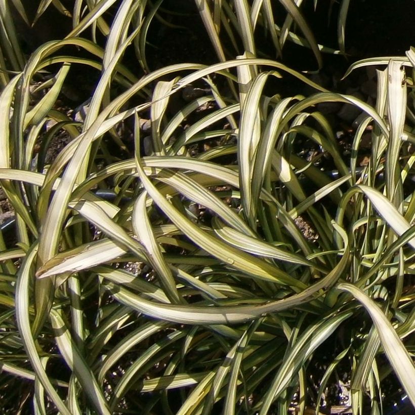 Phormium cookianum Blondie - Lin de Nouvelle-Zélande (Foliage)