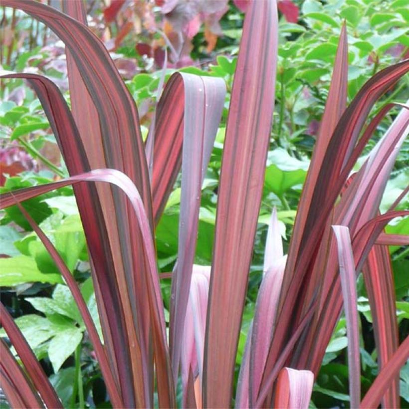 Phormium tenax Evening Glow - Lin de Nouvelle-Zélande (Foliage)