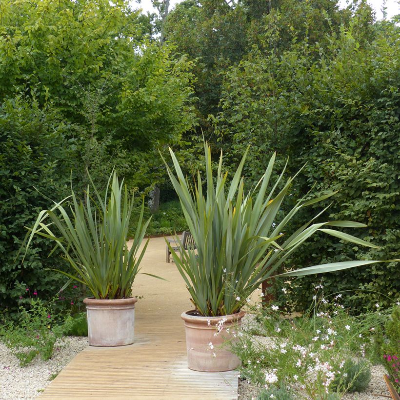 Phormium tenax - Lin de Nouvelle-Zélande (Plant habit)