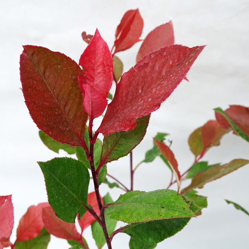 Photinia Little Red Robin (Foliage)