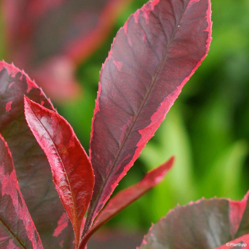 Photinia fraseri Louise (Foliage)