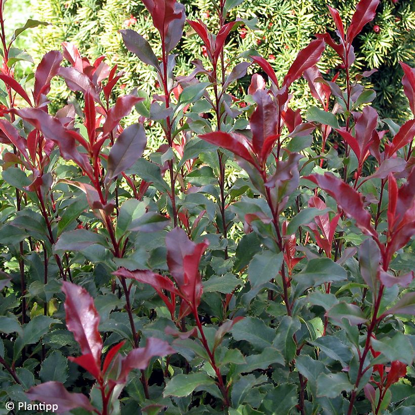 Photinia fraseri Corallina (Foliage)