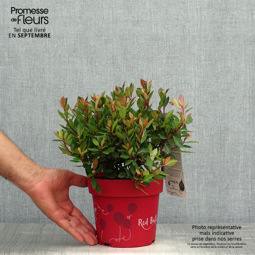 Example of Photinia fraseri Red Ballcoon Pot de 2L/3L as you get in automne