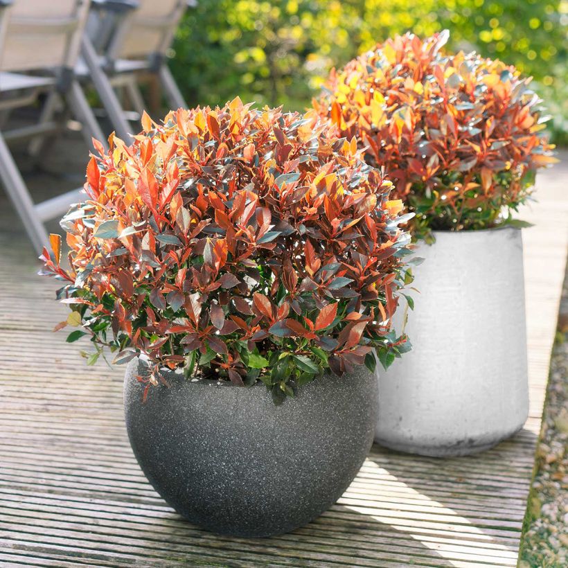 Photinia fraseri Red Ballcoon (Plant habit)