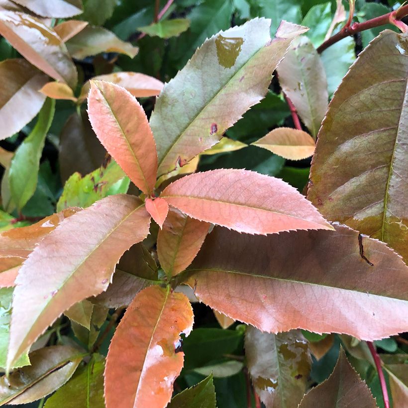 Photinia fraseri Red Robin Blood (Foliage)