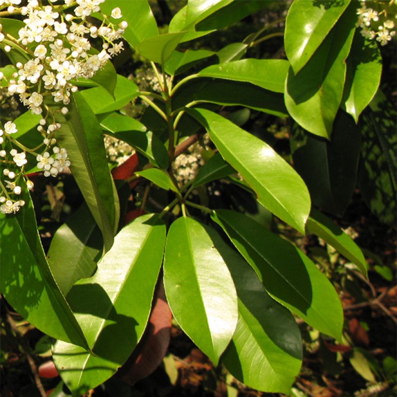 Photinia serratifolia - Photinia de Chine (Foliage)