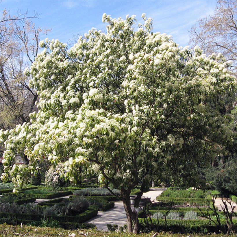 Photinia serratifolia - Photinia de Chine (Plant habit)