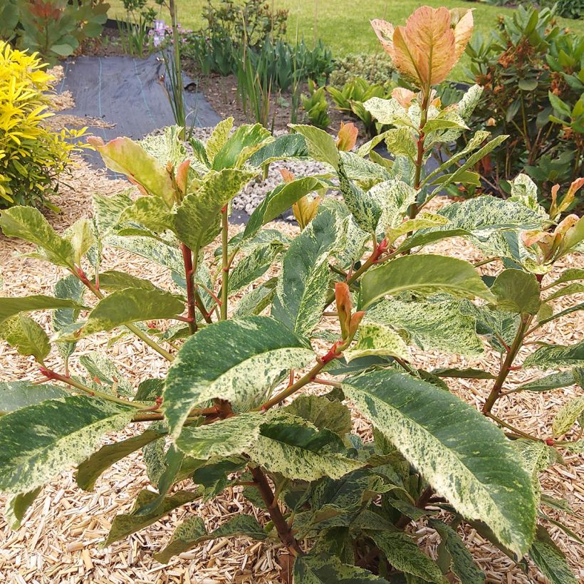 Photinia serratifolia Pink Crispy (Plant habit)