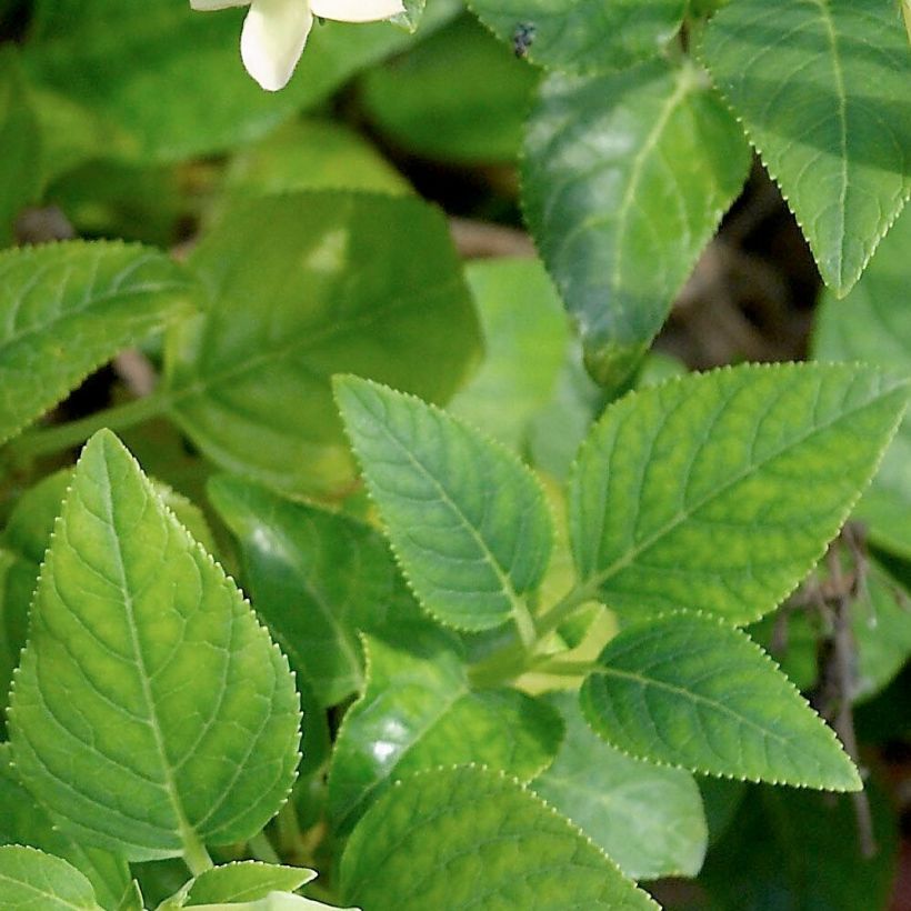 Fuchsia du Cap, Phygelius aequalis Yellow Trumpet (Foliage)