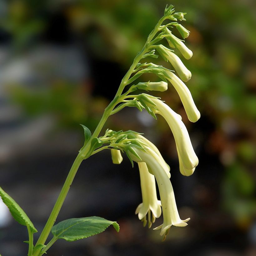Fuchsia du Cap, Phygelius aequalis Yellow Trumpet (Flowering)