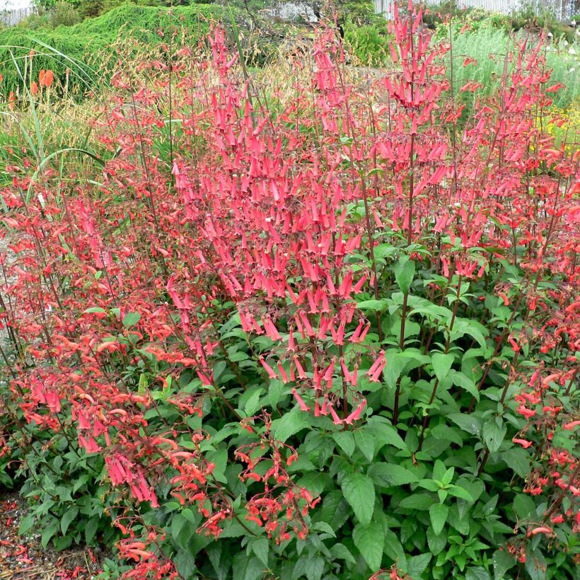 Phygelius capensis - Fuchsia du Cap (Plant habit)