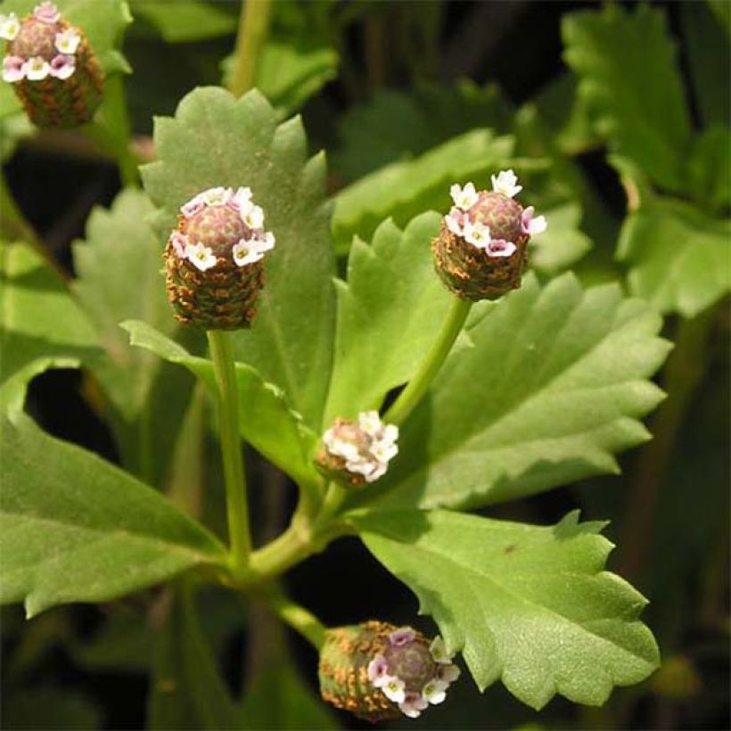 Phyla ou Lippia nodiflora - Verveine nodulaire (Foliage)