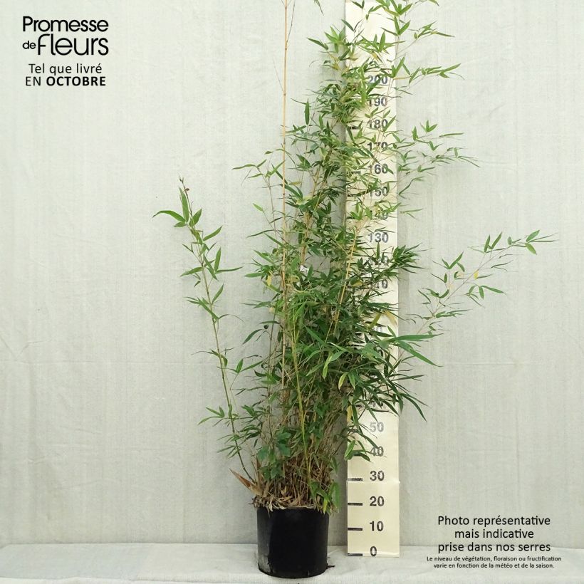 Example of Phyllostachys aurea Holochrysa - Bambou doré Pot de 12L/15L as you get in automne