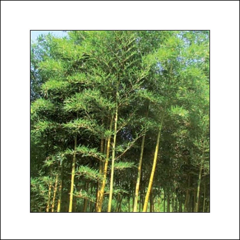 Phyllostachys bambusoides Castillonis - Bambou géant (Plant habit)