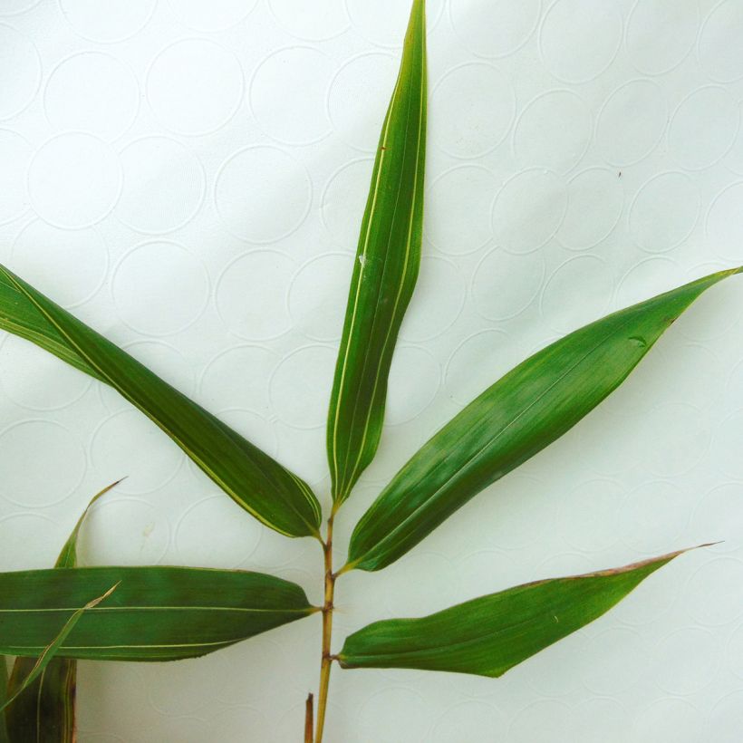 Phyllostachys bambusoides Castillonis - Bambou géant (Foliage)