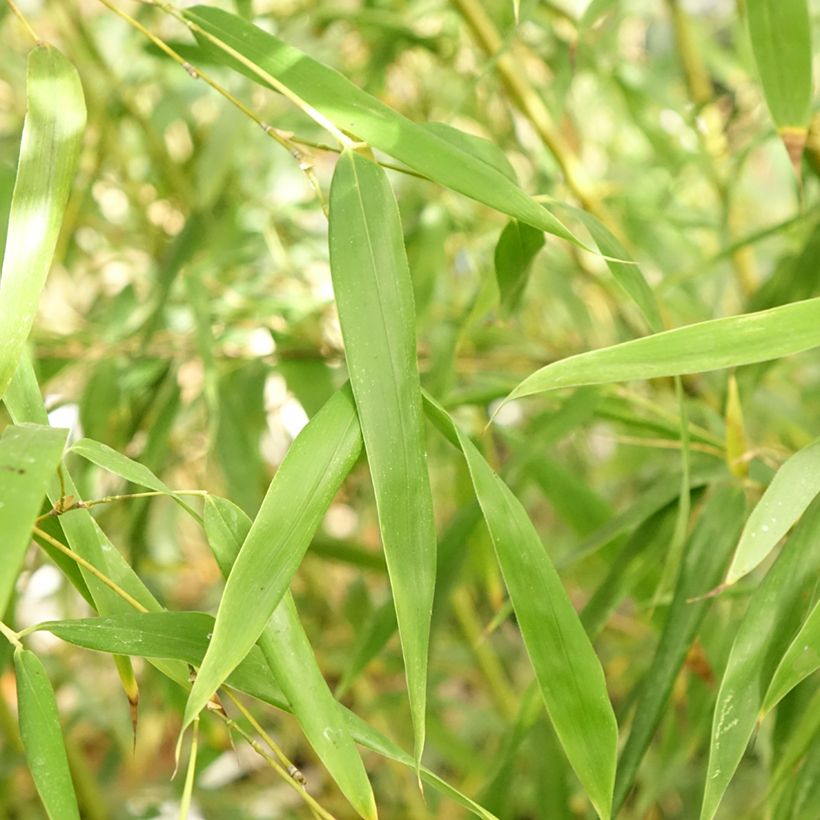 Phyllostachys flexuosa - Bambou moyen (Foliage)