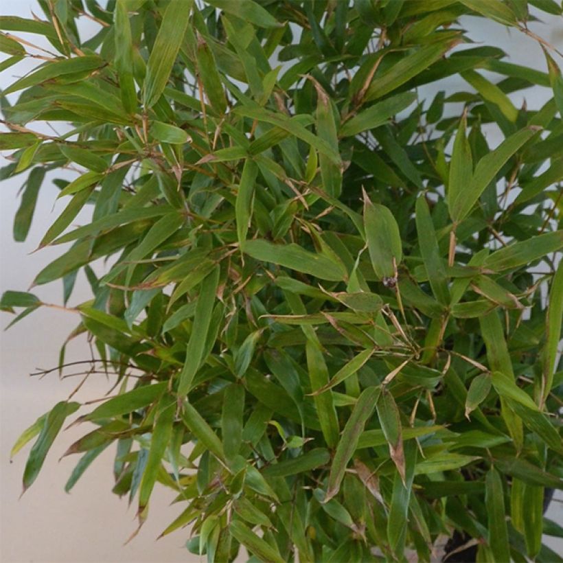 Phyllostachys humilis - Bambou moyen (Foliage)