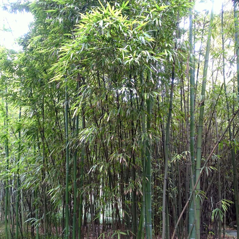 Phyllostachys iridescens - Bambou géant (Plant habit)