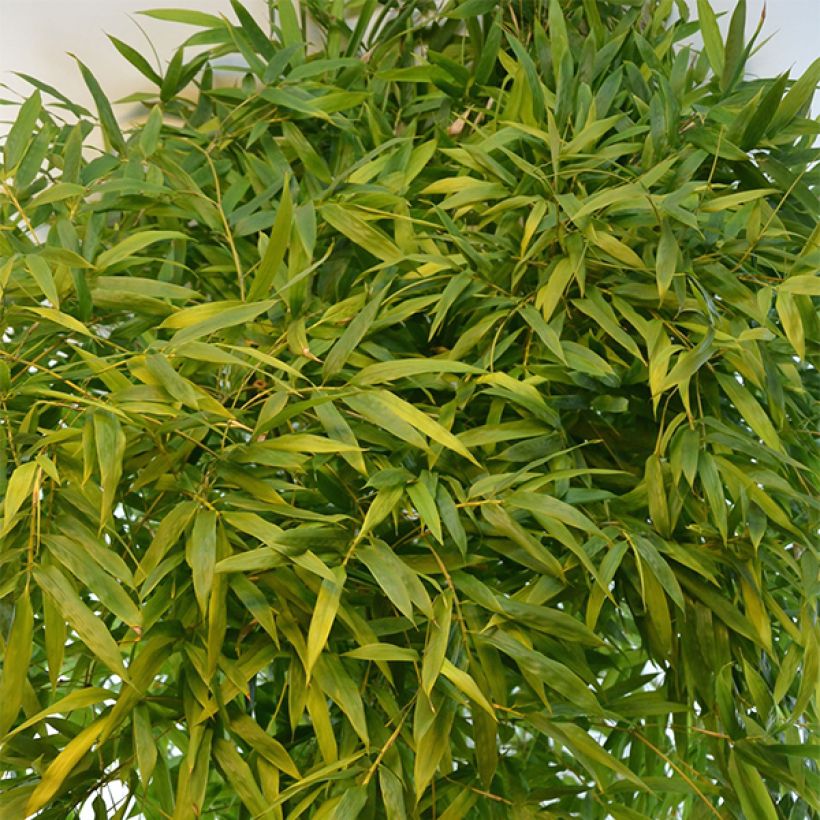 Phyllostachys nigra Boryana - Bambou géant (Foliage)