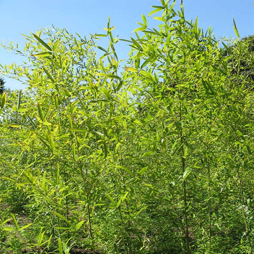 Phyllostachys nigra Henonis - Bambou géant (Plant habit)