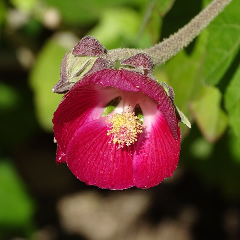 Phymosia umbellata  (Flowering)
