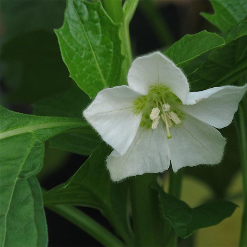 Amour en cage - Physalis franchetii (Flowering)