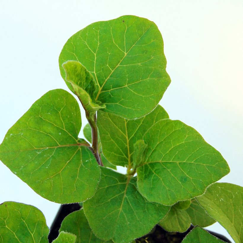 Amour en cage - Physalis franchetii (Foliage)