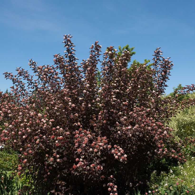 Physocarpus opulifolius Diable D'Or - Physocarpe  (Plant habit)