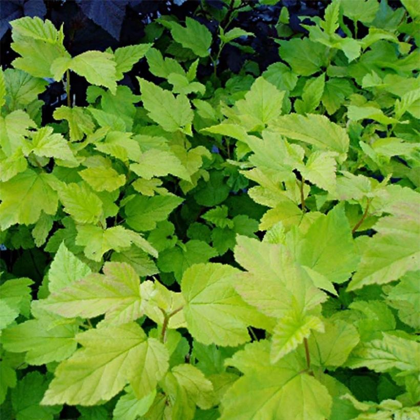 Physocarpus Dart’s Gold - Physocarpe (Foliage)