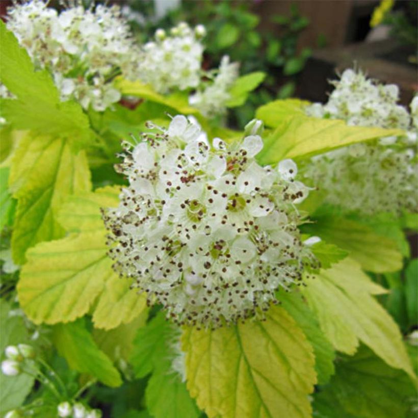 Physocarpus Dart’s Gold - Physocarpe (Flowering)