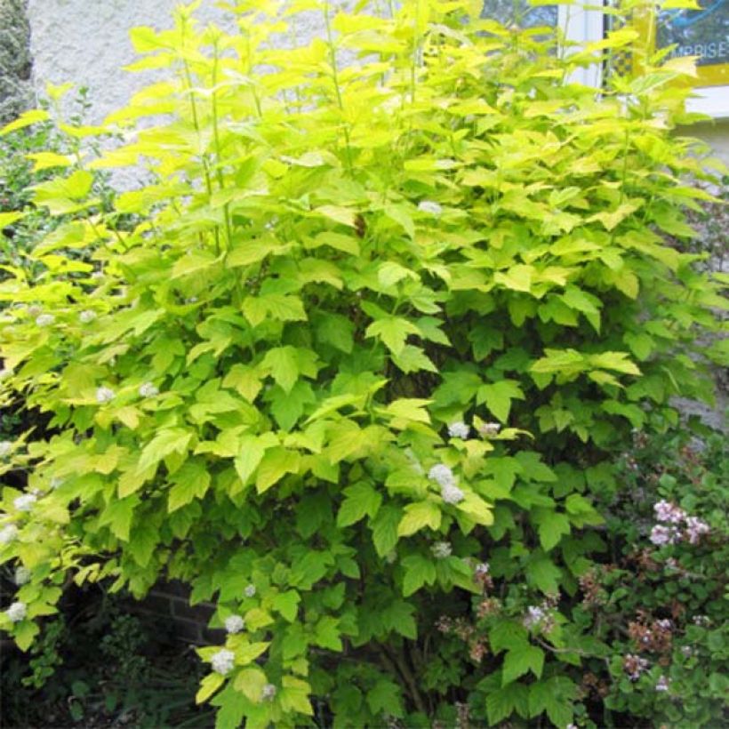 Physocarpus Dart’s Gold - Physocarpe (Plant habit)