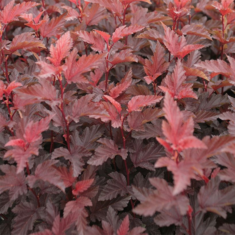 Physocarpus opulifolius Lady in Red - Physocarpe à feuillage pourpre (Foliage)