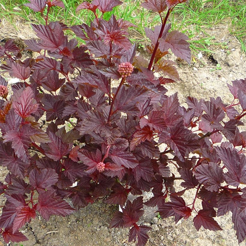 Physocarpus opulifolius Lady in Red - Physocarpe à feuillage pourpre (Plant habit)
