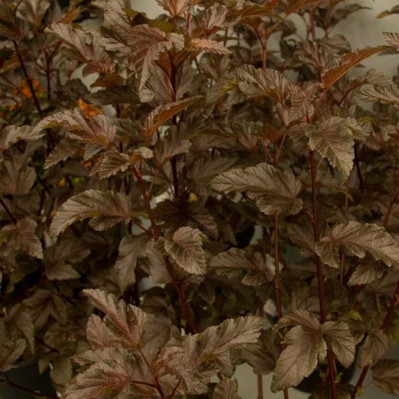 Physocarpus opulifolius Diable D'Or - Physocarpe  (Foliage)