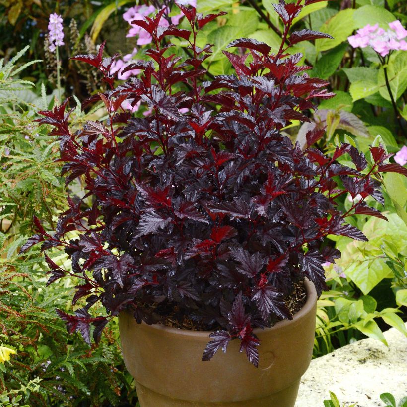 Physocarpus opulifolius All Black - Physocarpe noir (Plant habit)