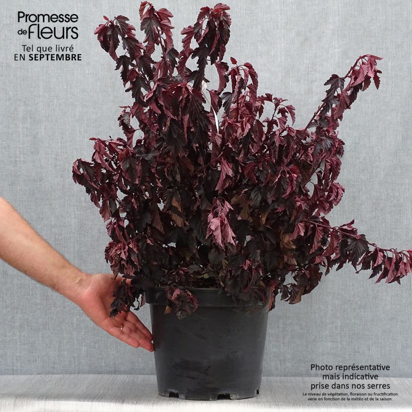 Example of Physocarpus opulifolius All Black - Physocarpe noir Pot de 7,5L/10L as you get in automne