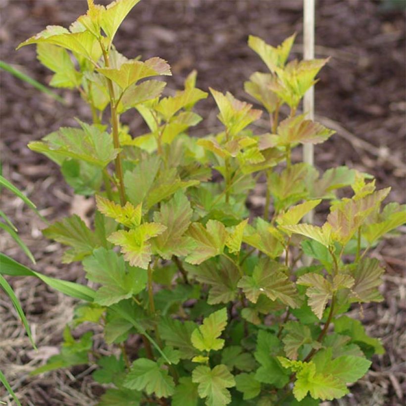 Physocarpus opulifolius Amber Jubilee (Foliage)