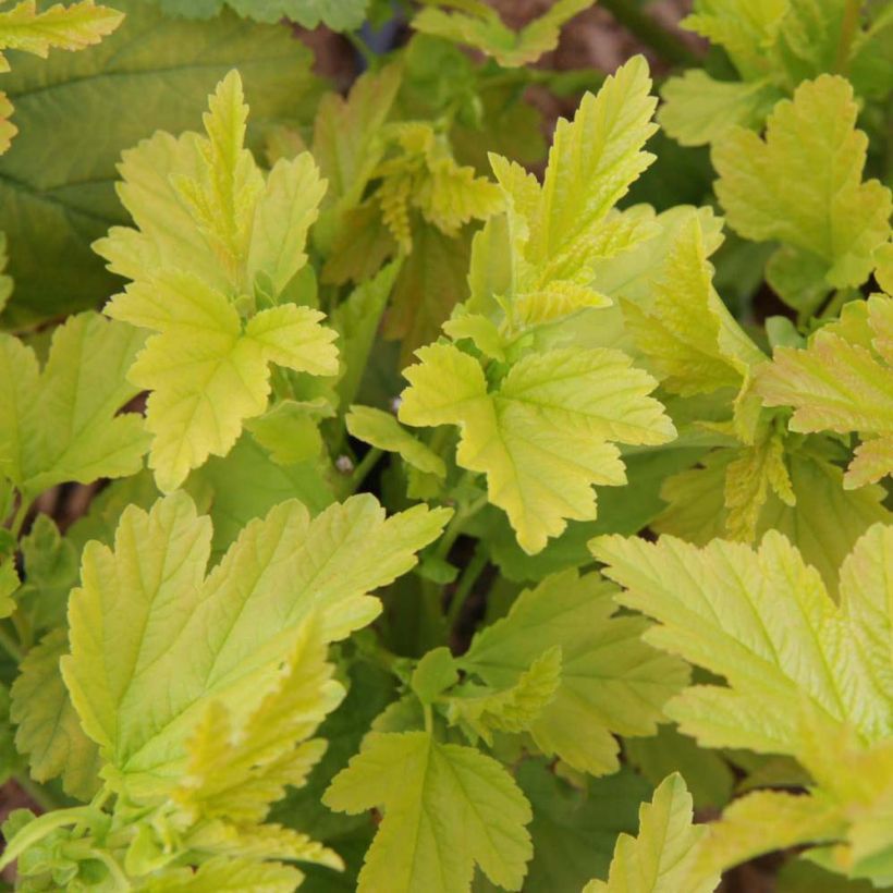 Physocarpus opulifolius Angel Gold - Physocarpe (Foliage)