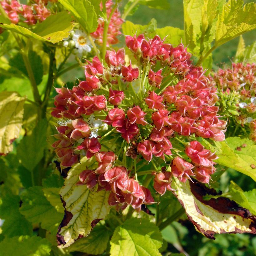 Physocarpus opulifolius Angel Gold - Physocarpe (Harvest)
