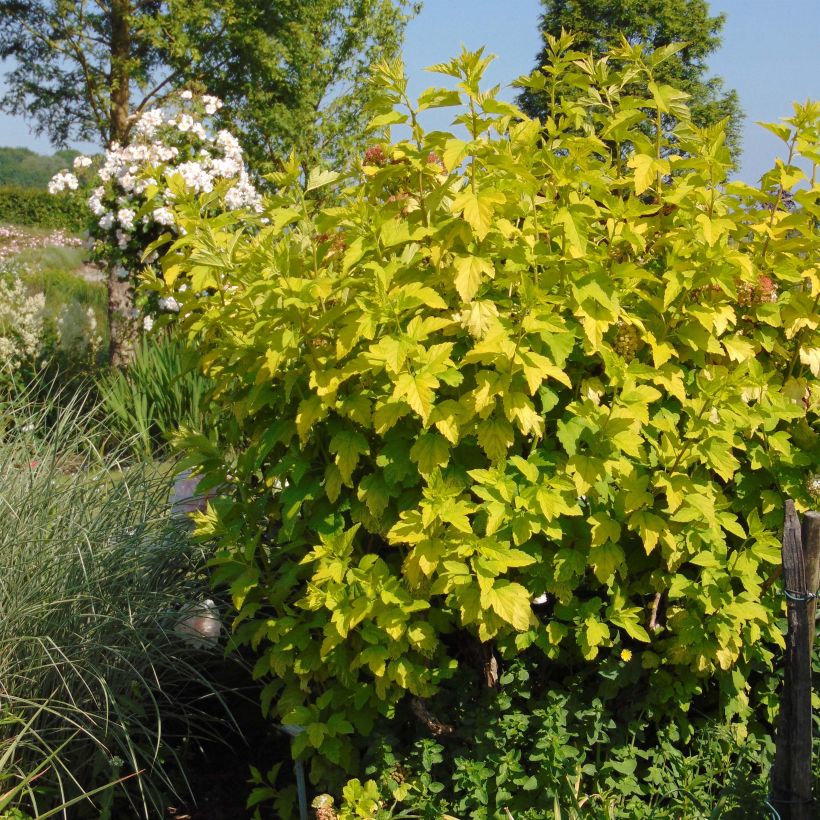Example of Physocarpus opulifolius Angel Gold - Physocarpe Pot de 3L/4L as you get