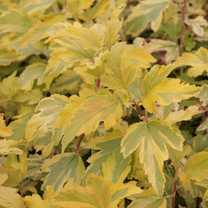 Physocarpus opulifolius Anny's Gold - Physocarpe (Foliage)