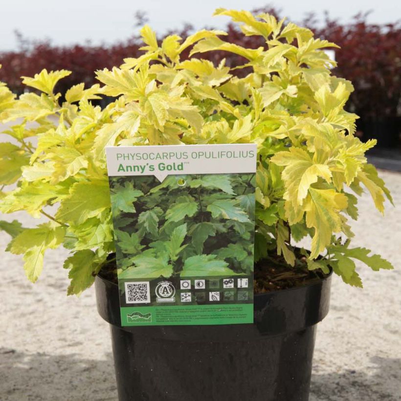 Physocarpus opulifolius Anny's Gold - Physocarpe (Plant habit)