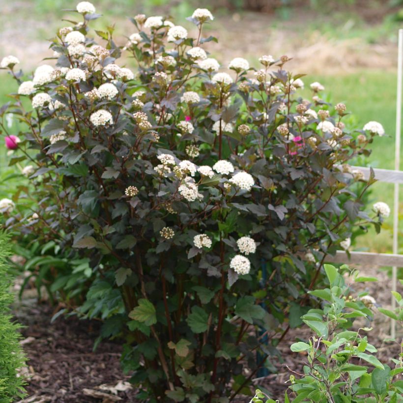 Physocarpus opulifolius Diabolo - Physocarpe à feuilles pourpres (Plant habit)