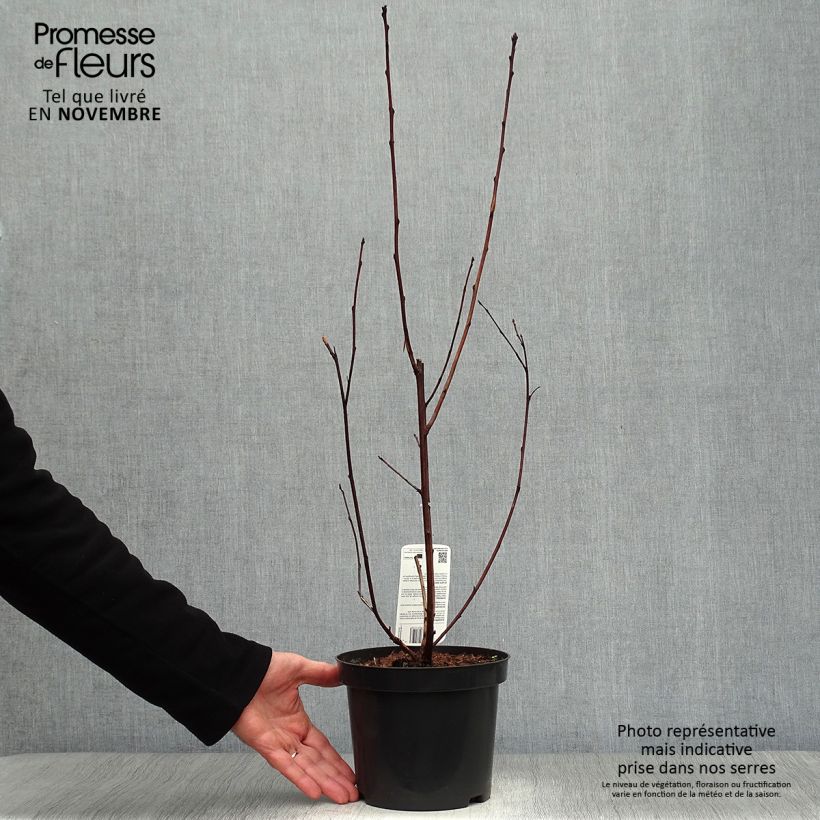 Example of Physocarpus opulifolius Lady in Red - Physocarpe à feuillage pourpre Pot de 3L/4L as you get in automne