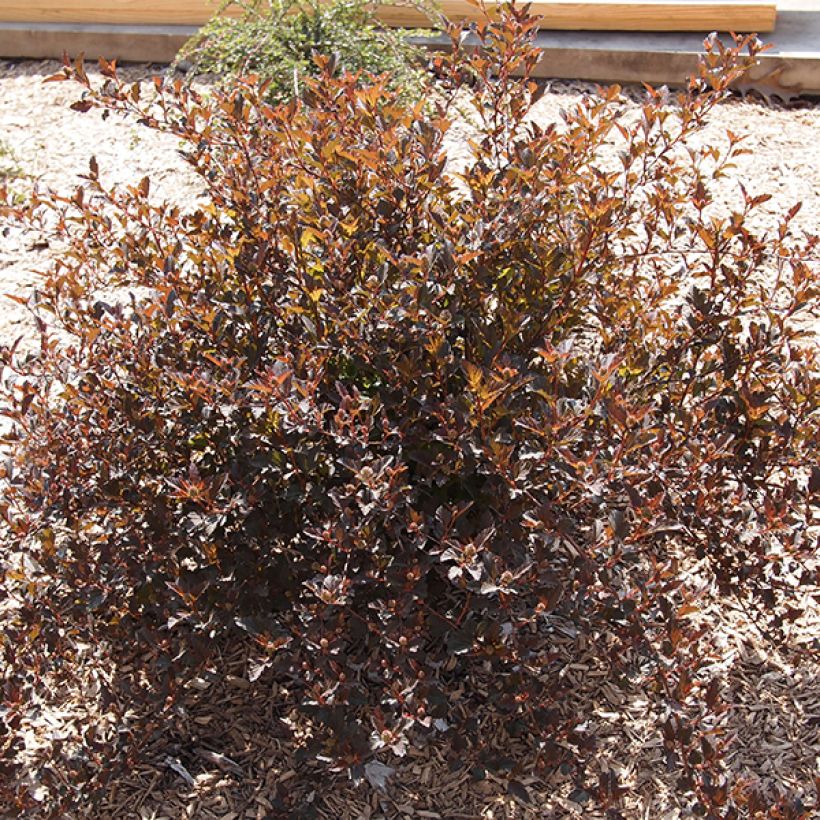 Physocarpus opulifolius Little Devil (Plant habit)
